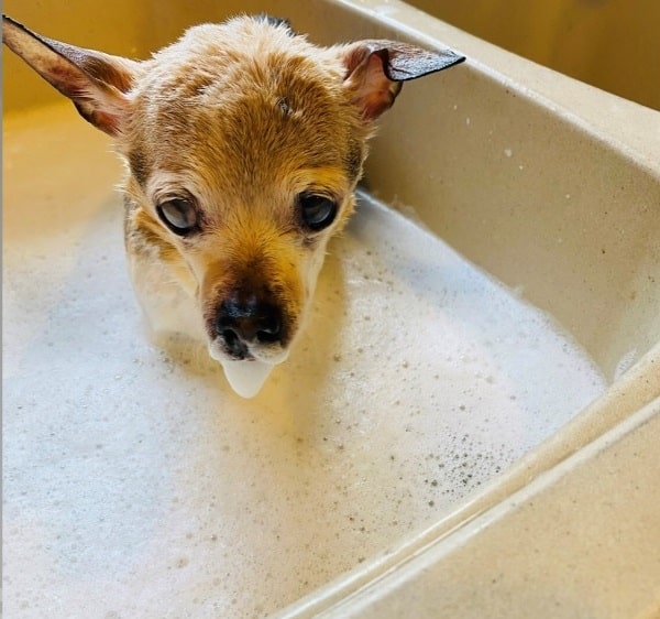 Qual a expectativa de vida de 19 raças de cães - BBC News Brasil