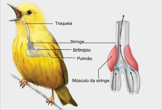 Demonstração_da_seringe.png