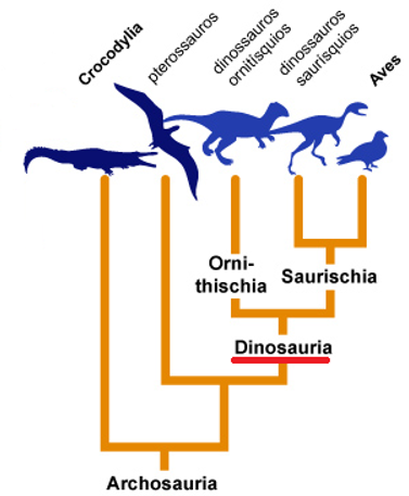 Evolução aves