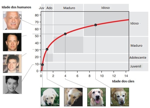 Qual a expectativa de vida de 19 raças de cães - BBC News Brasil