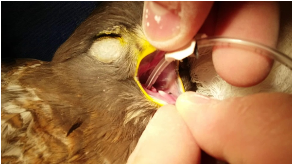 Intubação_em_ave_com_sonda_endotraqueal_sem_balonete.png