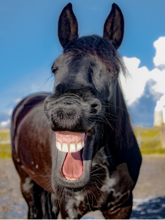 Cavalo com a boca aberta mostrando os dentes incisivos