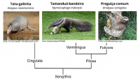 Figura 1. Representação filogenética da Superordem Xenarthra, com representantes da Ordem Cingulata (tatus) e Ordem Pilosa (tamanduás e preguiças).