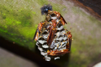 Figura 1: Ninho da vespa social Polistes versicolor