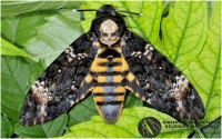 Figura 1: Mariposa Achorentia atropos, com detalhe do desenho de uma caveira no seu dorso.