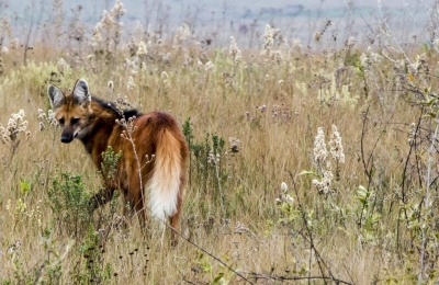 Lobo-guará (Chrysocyon brachyurus) na Serra da Canastra, Minas Gerais, Brasil.