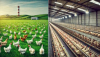 Imagem ilustrativa de produção de ovos caipira (extensiva) e comercial (intensiva)