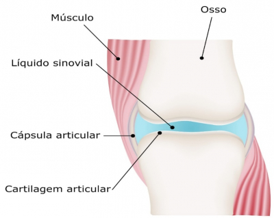 Articulação e seus componentes