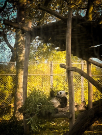 Panda-gigante que vive, desde 2014, no Zoológico Pairi Daiza, na Bélgica.