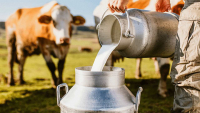 Um homem enchendo de leite um balde de alumínio com a imagem de uma vaca atrás.