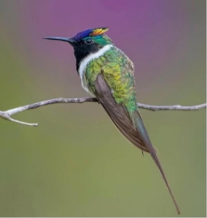 Beija-flor Chifre-de-ouro