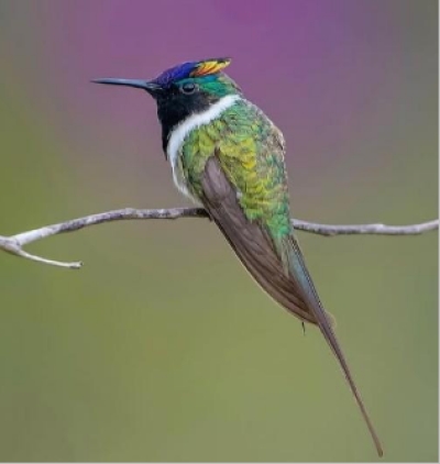 Beija-flor Chifre-de-ouro