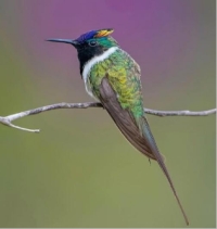 Beija-flor Chifre-de-ouro