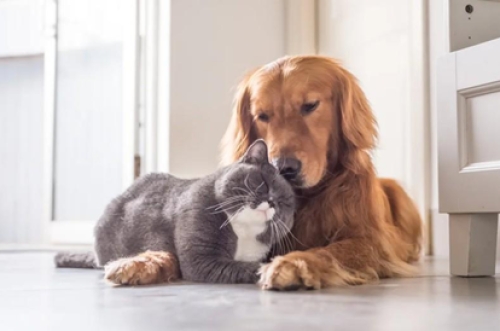 Figura: Cão e gato interagindo.