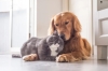 Figura: Cão e gato interagindo.