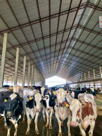 Fotografia tirada pelo aluno de Iniciação Científica Brenner Frederico Carvalho Alves, de vacas leiteiras holandesas no estábulo durante seu estágio em uma fazenda de produção leiteira.