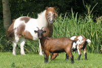 Imagem de um cavalo e duas cabras pastando.