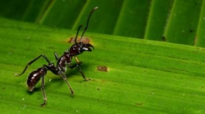 Figura 1: Formiga tocandira.
