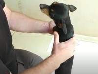 Animal fêmea da raça pinscher avaliado pelo programa