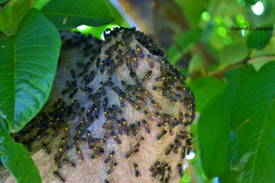 Descrição de imagem: Imagem de um ninho de vespas com folhas ao fundo
