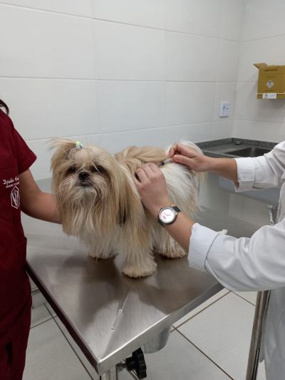 Aplicação de vacina em cadela por médica veterinária