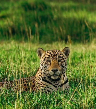 Figura 1. Onça-pintada em seu habitat naturall