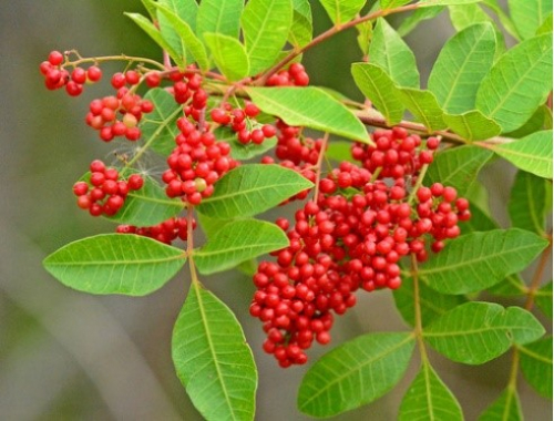 Figura 1: Grãos de pimenta rosa (Schinus terebinthifolia Raddi).