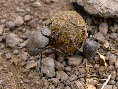 Besouros rola-bostas carregando uma massa fecal