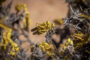 Imagem 1: Gafanhoto-do-deserto