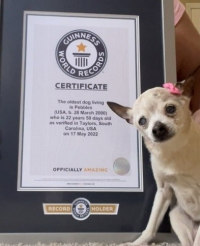Cachorra com 22 anos certificada pelo livro dos recordes como a mais velha do mundo.