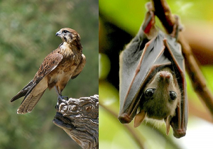 Falcão e morcego. 